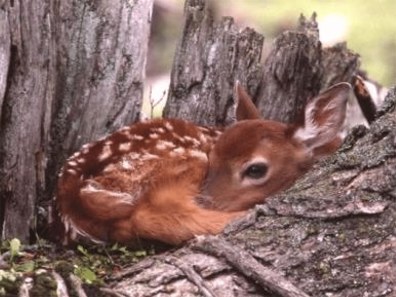 fawn fawn