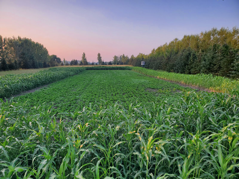 food-plot-pic food-plot-pic