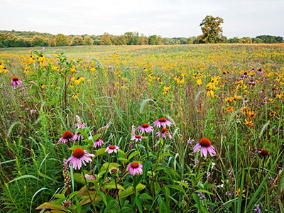 Tall-Grass-Prairiesm