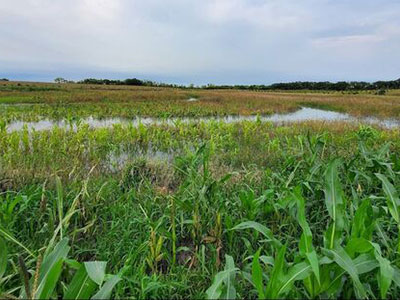duck-impoundment-sunburg-iism