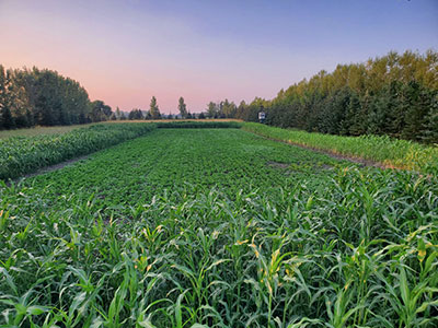 Food Plot