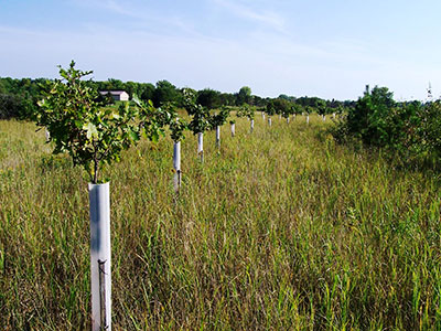 Tree Tubes